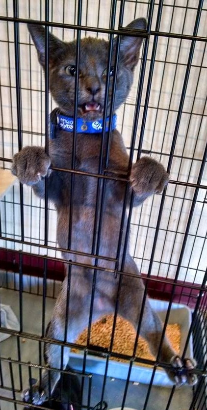 Hans has had E-NOUGH of this cage. He's got places to be and cuddles to give. Somebody bust him out!