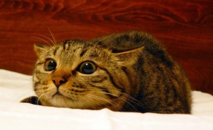 Dialated eye cat