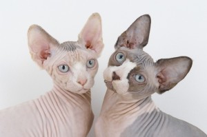 The Sphynx: Is there any cat so cuddly? Answer: actually, probably not.