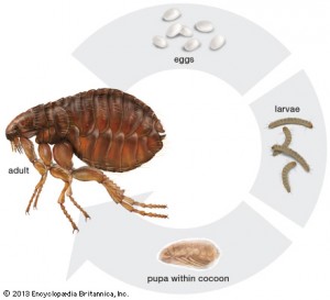 For every flea you see... well, you don't want to know. Image credit: Britannica.com