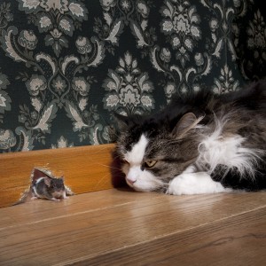 It's a trap! Do not eat that mouse.