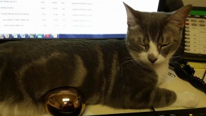Momo is a Desk Cat
