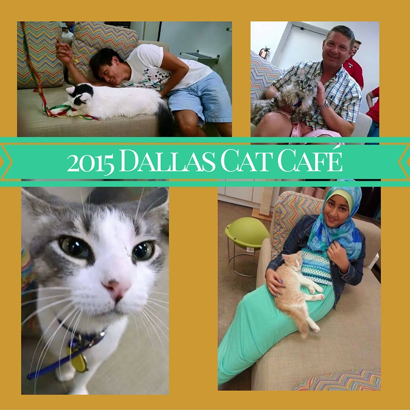 2015 Dallas Cat Café