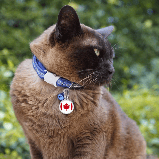 Collars + Tags – tagged 