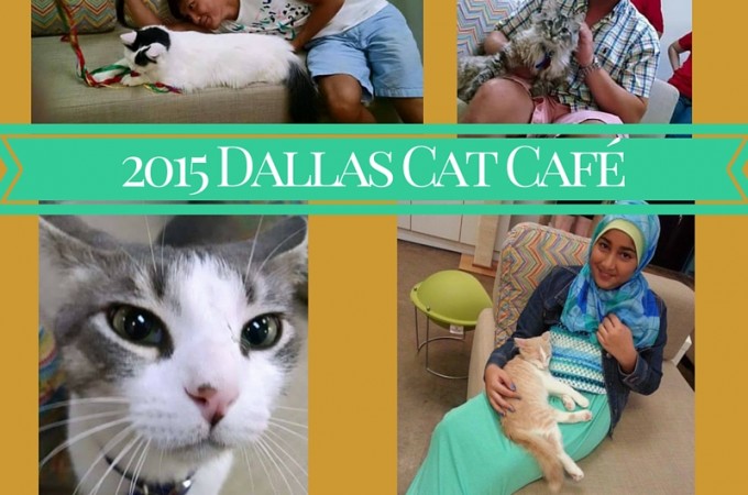 2015 Dallas Cat Café