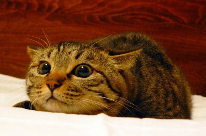 Dialated eye cat
