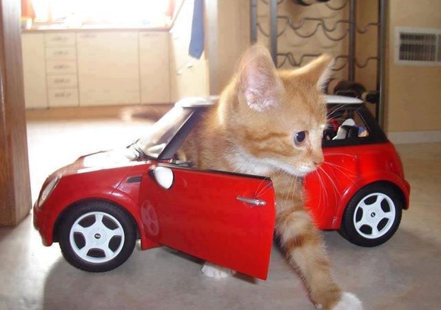 cat in red car